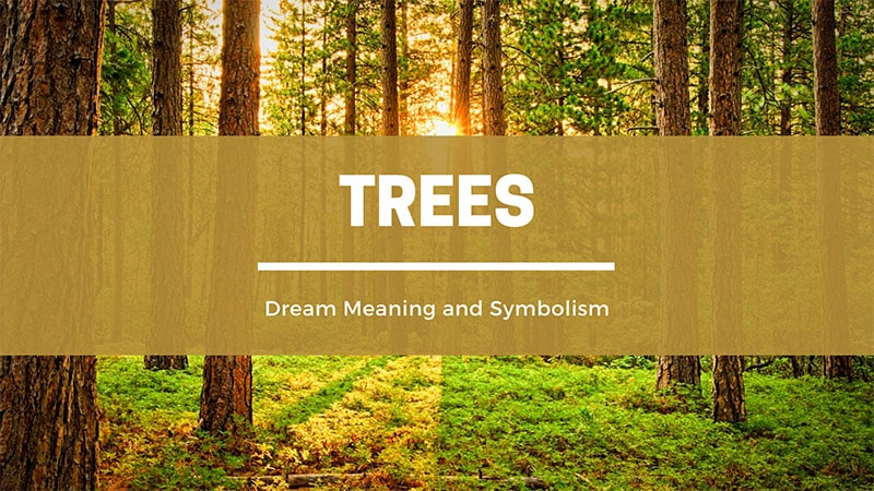 dreaming of trees
